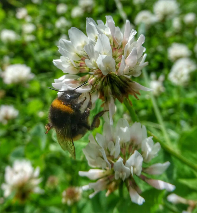 bee on a garden flower