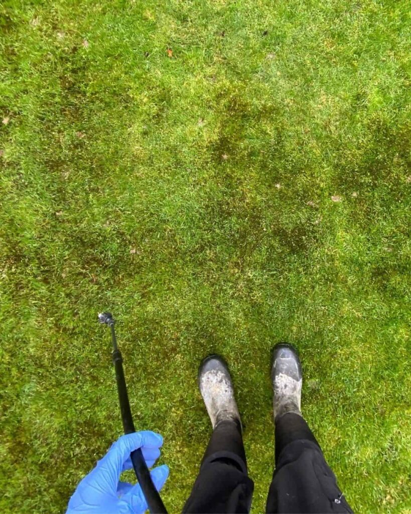 dead moss on lawn