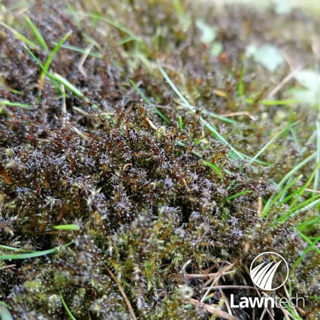 dehydrated moss turned to black