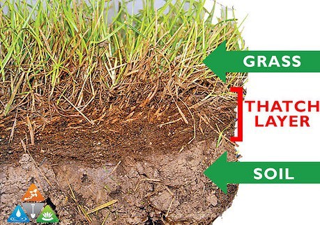 grass thatch soil diagram