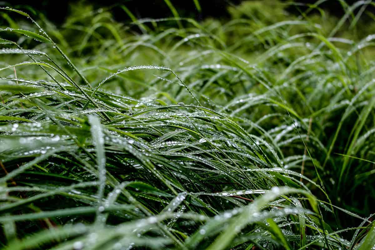 long wet grass