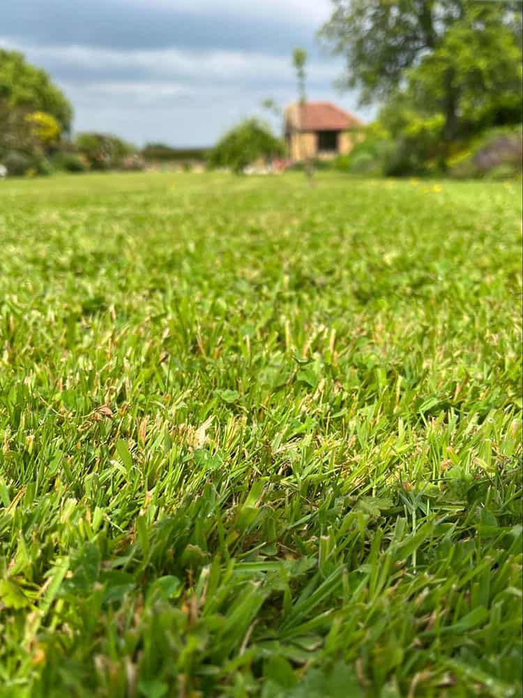 lush green lawn