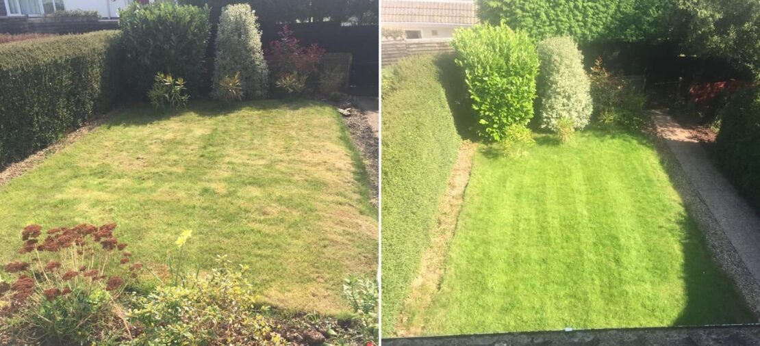 scarified lawn before and after