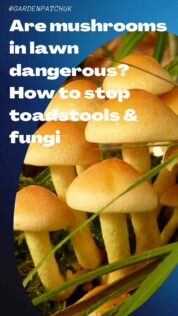 Are mushrooms in lawn dangerous How to stop toadstools & fungi-min