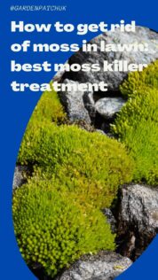 How to get rid of moss in lawn best moss killer treatment-min