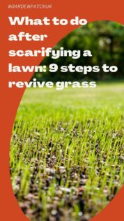 What to do after scarifying a lawn 9 steps to revive grass-min