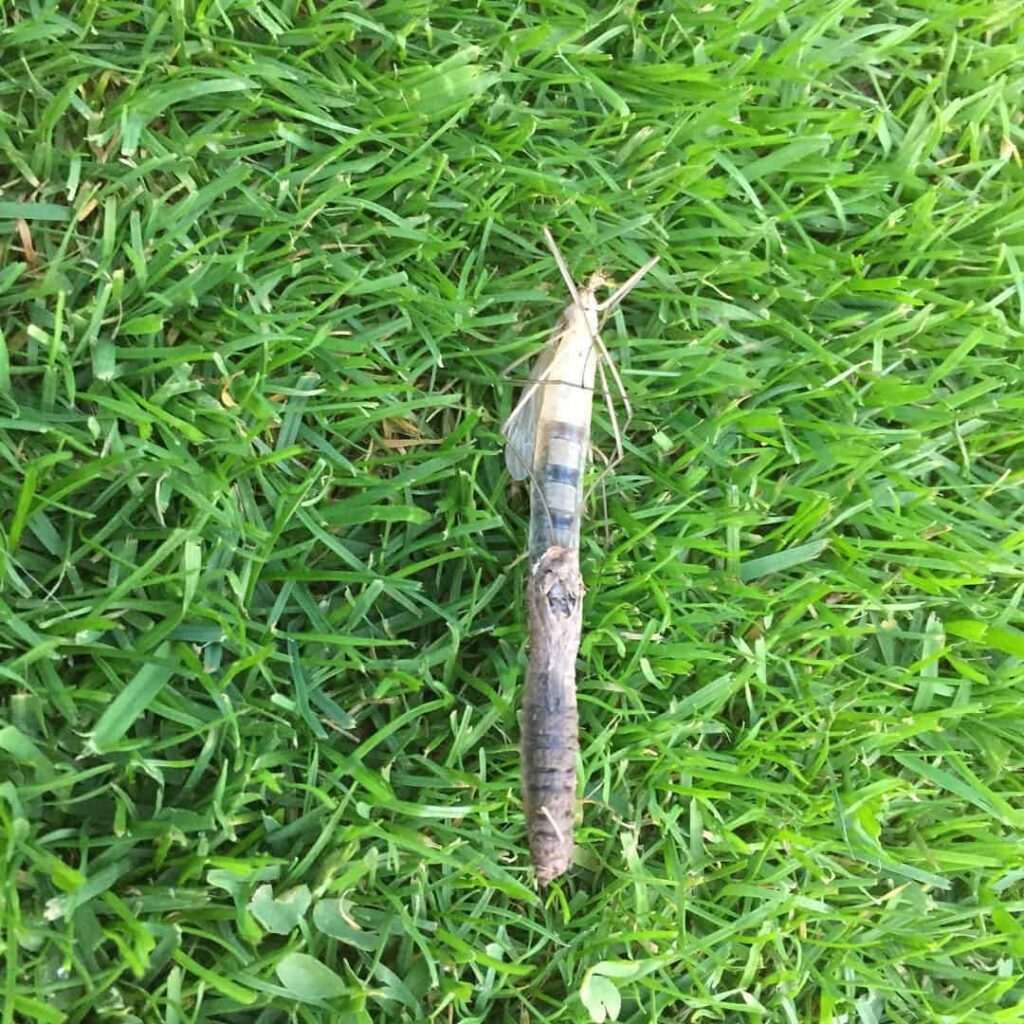 adult crane fly emerging from a pupa