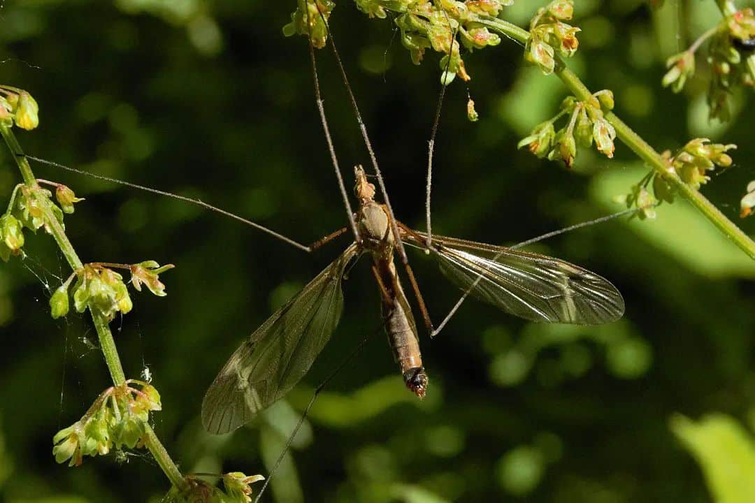 adult crane fly