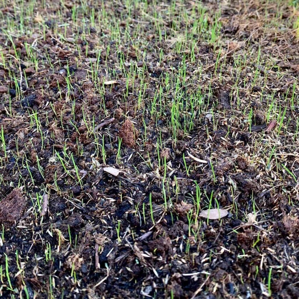 How to Seed a Lawn: Planting Grass Seed for Beginners Guide 3 fast germination