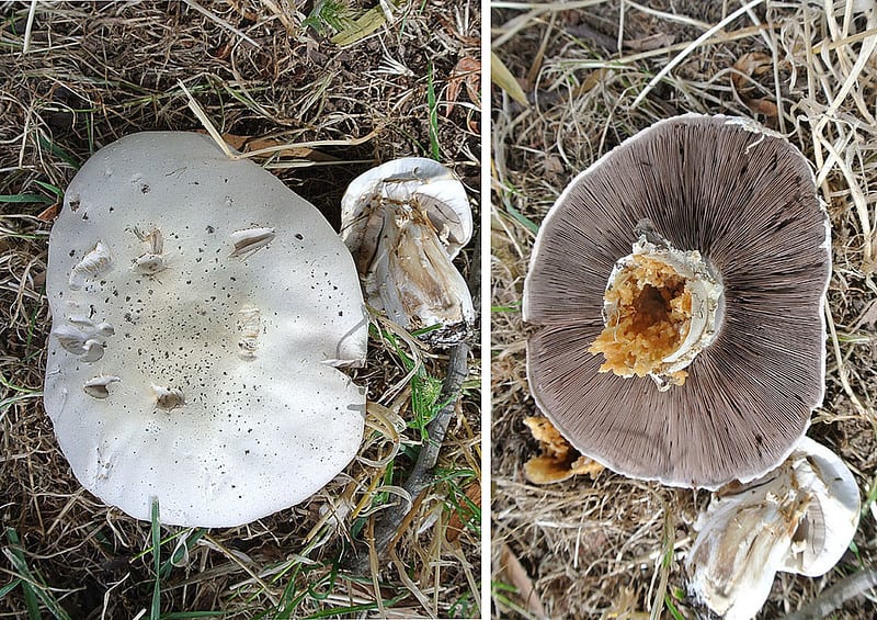 horse mushroom (agaricus arvensis)
