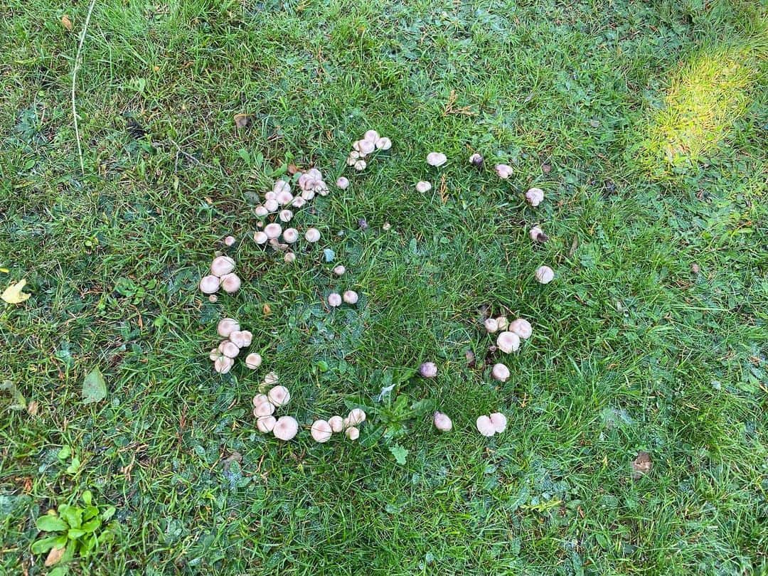 lawn fairy ring