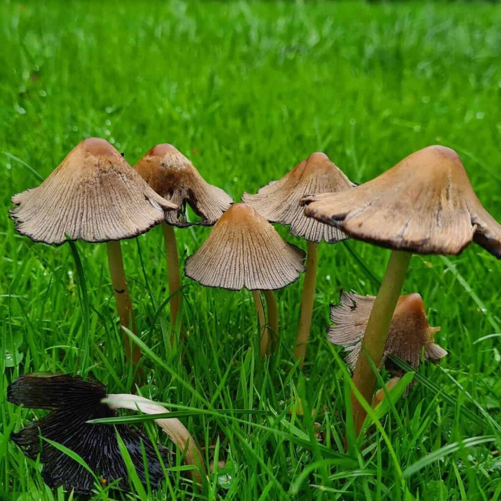 lawn mushrooms