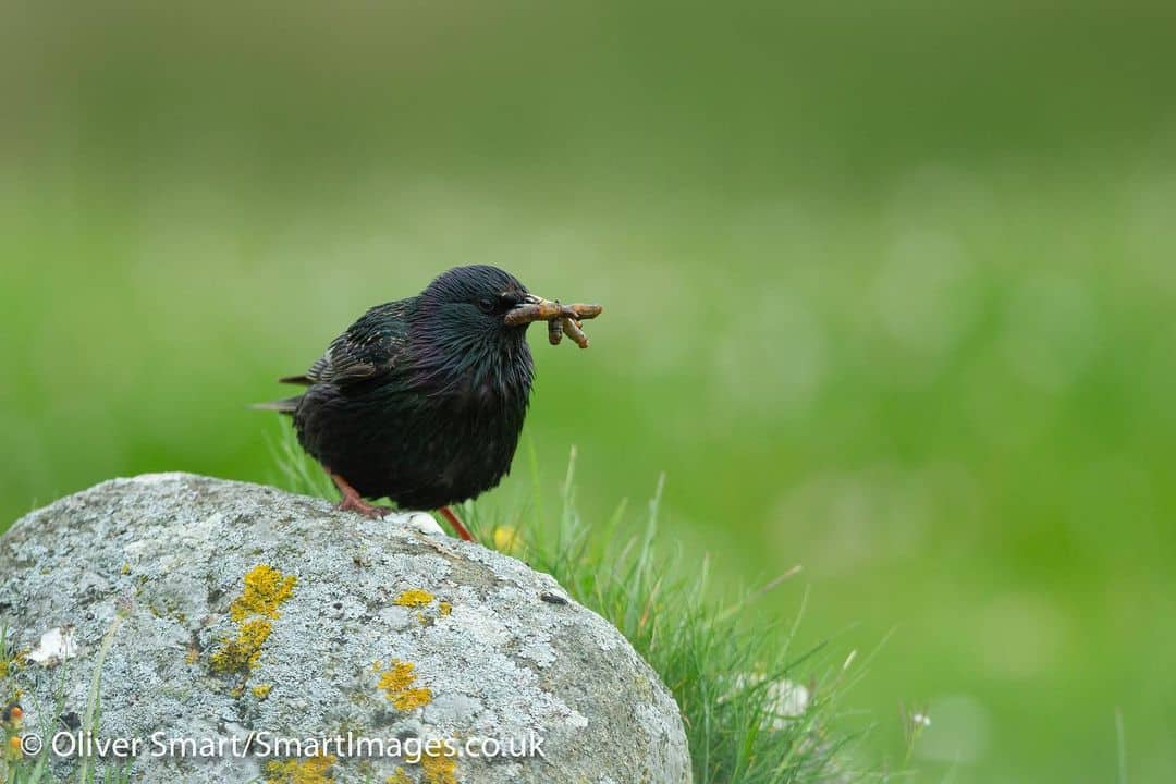 leatherjacket feasting birds