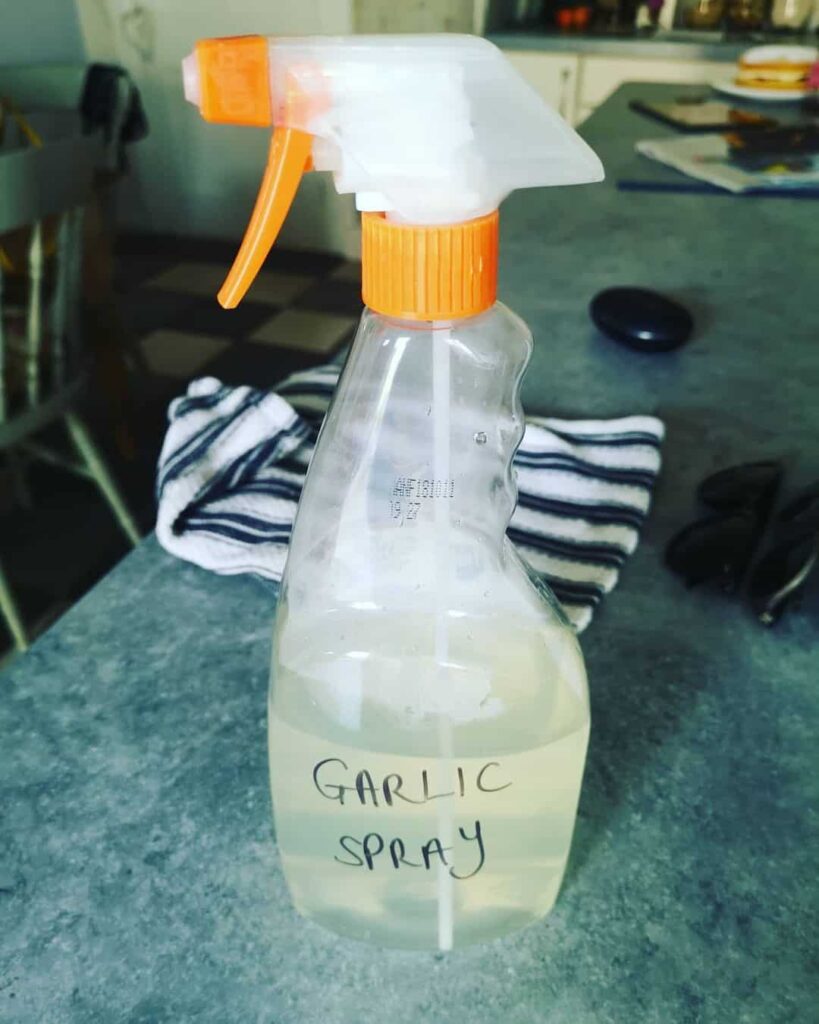 leatherjacket garlic spray