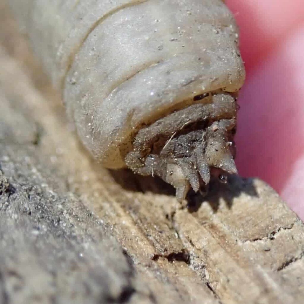 leatherjacket larvae