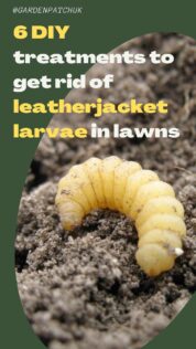 Get rid of leatherjacket larvae