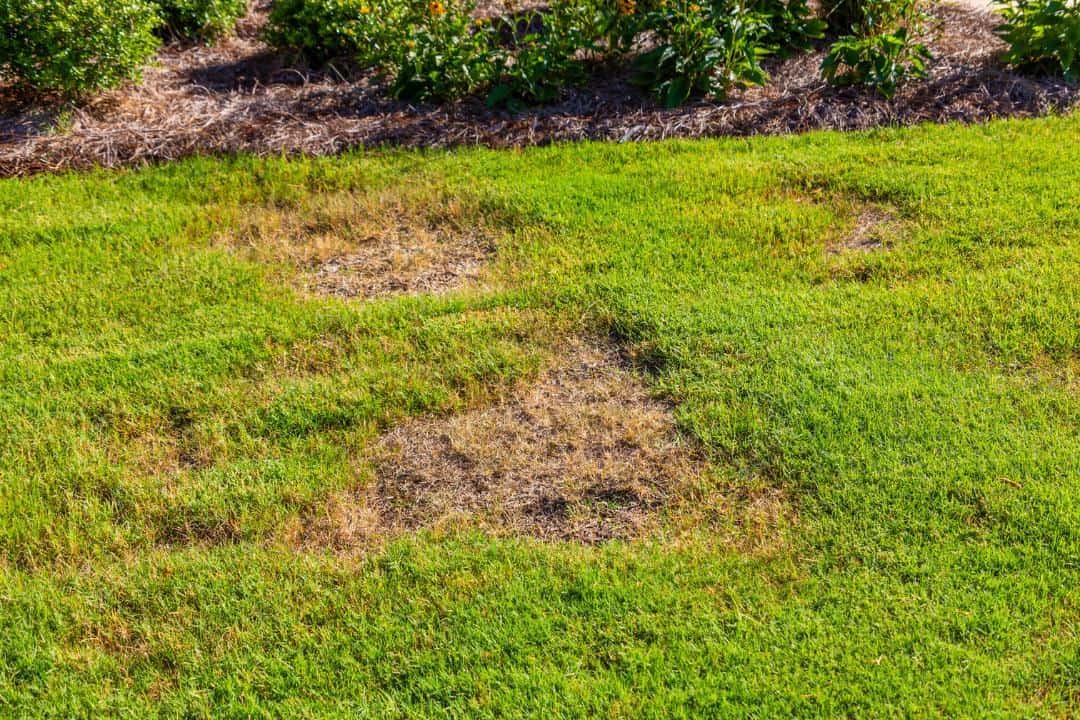 leatherjacket lawn damage