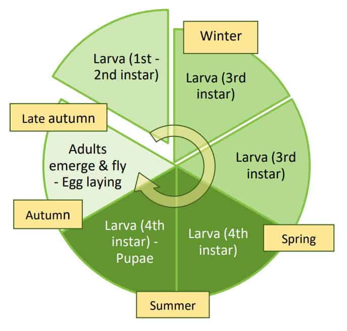 leatherjacket life cycle
