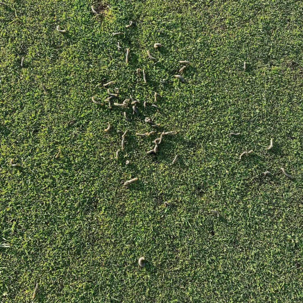 leatherjackets come to the surface of the soil