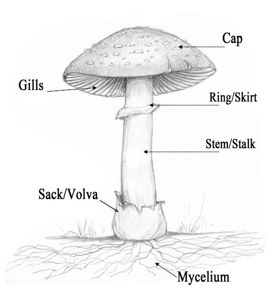mushroom identification diagram