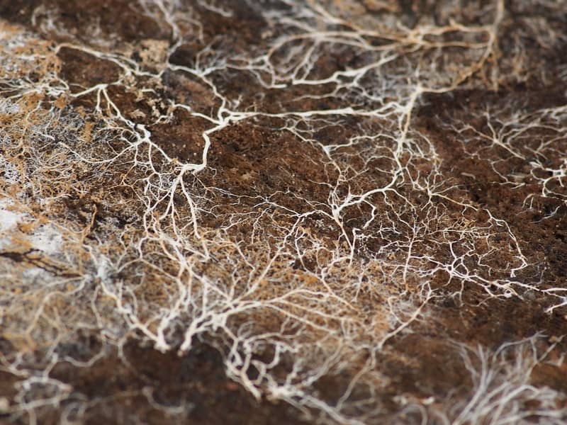 mycelium network