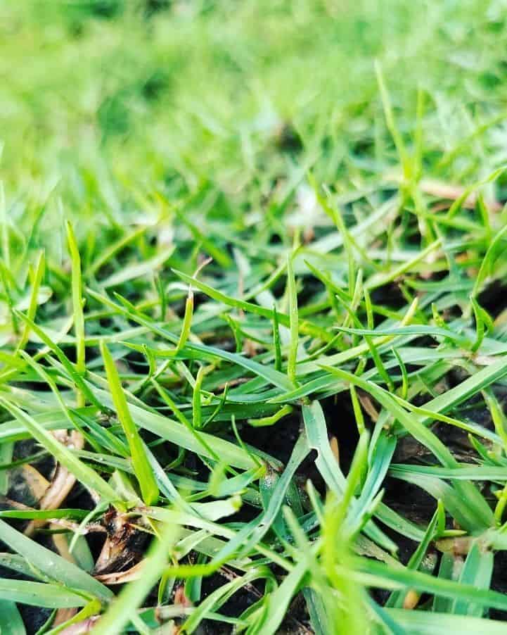 How to Seed a Lawn: Planting Grass Seed for Beginners Guide 5 new grass blades