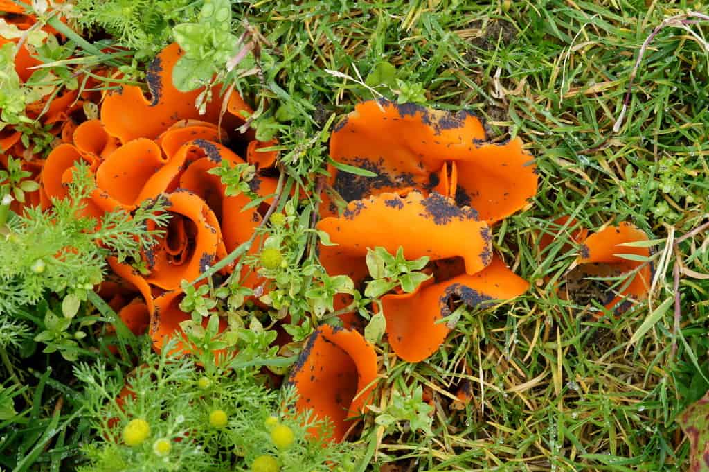 orange peel fungus (aleuria aurantia)