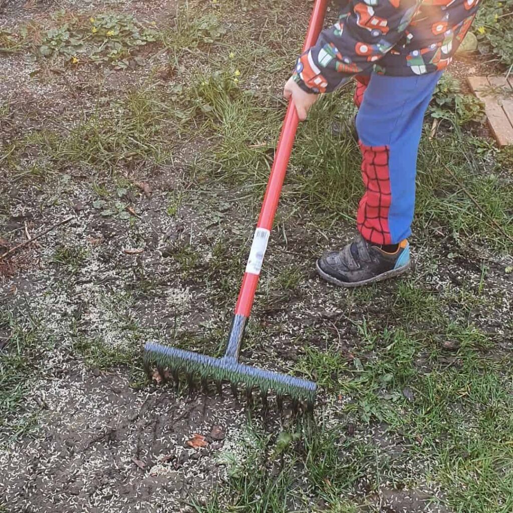 How to Seed a Lawn: Planting Grass Seed for Beginners Guide 4 raking when seeding