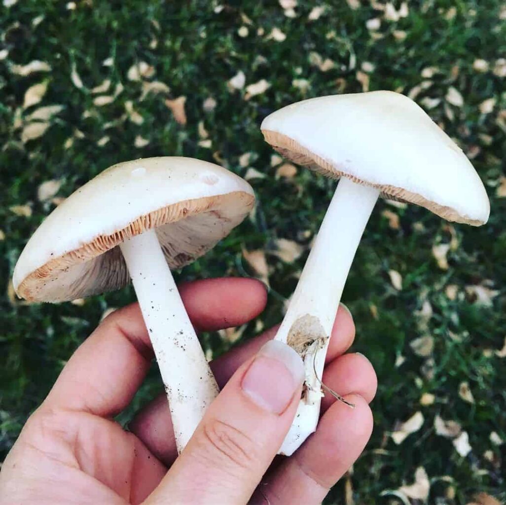 stop lawn mushrooms