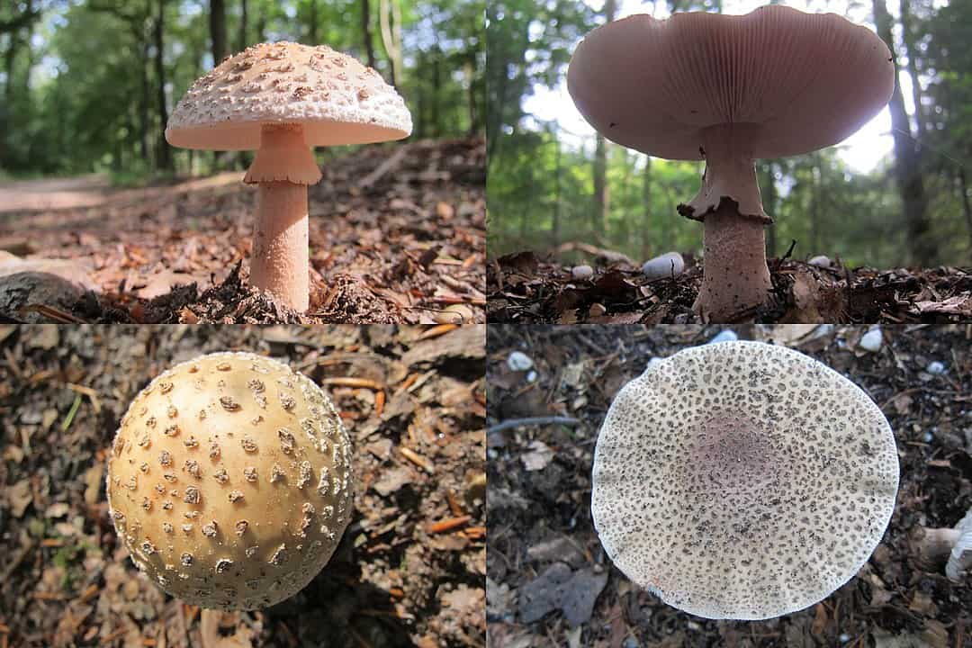 the blusher (amanita rubescens)