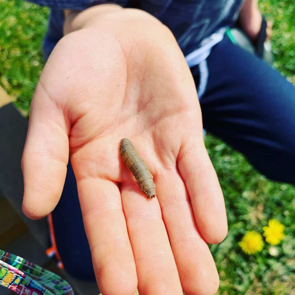 what do leatherjackets look like