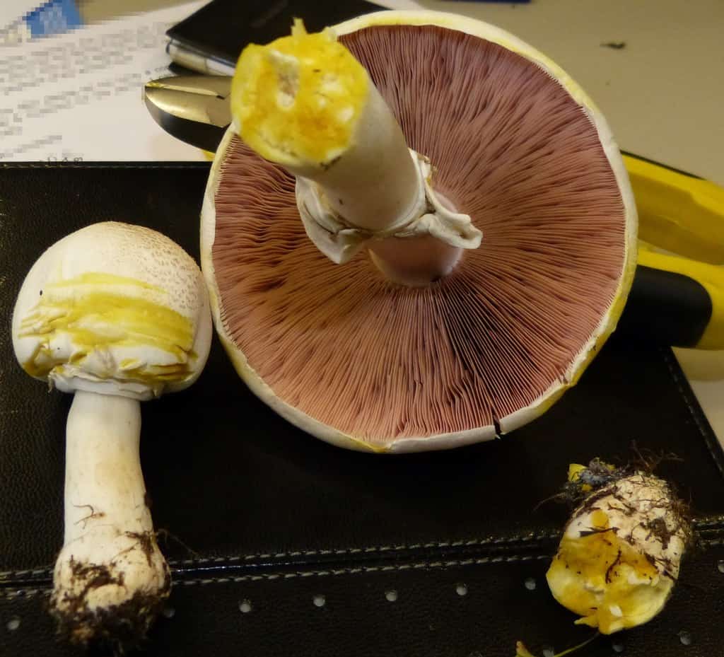 yellow stainer (agaricus xanthodermus)
