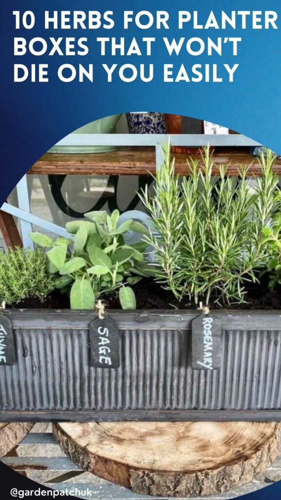 10 HERBS FOR PLANTER BOXES THAT WON’T DIE ON YOU EASILY-min
