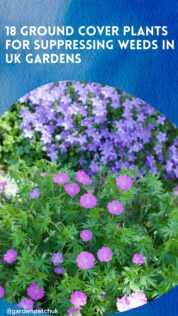 18 GROUND COVER PLANTS FOR SUPPRESSING WEEDS IN UK GARDENS