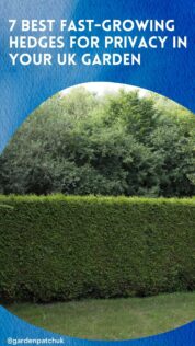 7 BEST FAST-GROWING HEDGES FOR PRIVACY IN YOUR UK GARDEN