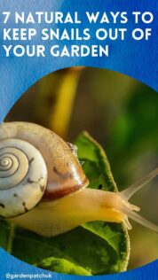 7 Natural Ways To Keep Snails Out Of Your Garden 9 7 NATURAL WAYS TO KEEP SNAILS OUT OF YOUR GARDEN