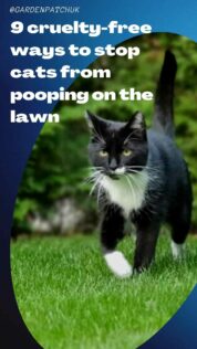 9 Cruelty-Free Ways to Stop Cats From Pooping on the Garden Lawn 10 9 cruelty-free ways to stop cats from pooping on the lawn-min