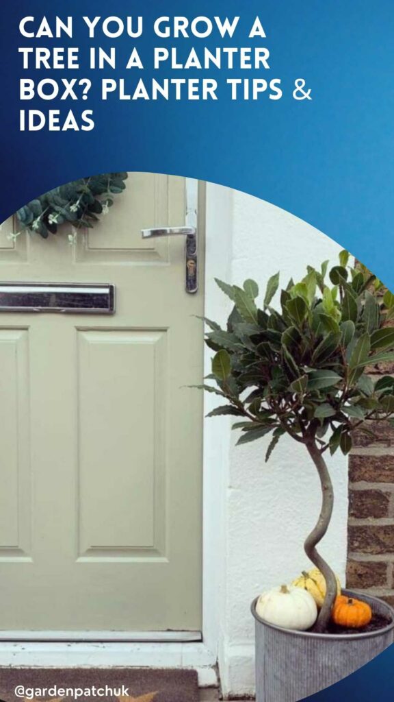 Can You Grow a Tree in a Planter Box? (How to Build it) 20 CAN YOU GROW A TREE IN A PLANTER BOX PLANTER TIPS & IDEAS-min