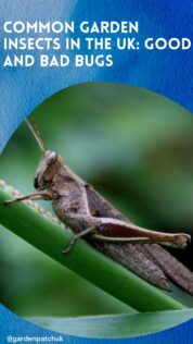 Common Garden Insects in the UK: Good and Bad Bugs 12 COMMON GARDEN INSECTS IN THE UK GOOD AND BAD BUGS