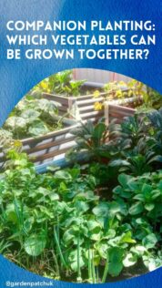 COMPANION PLANTING WHICH VEGETABLES CAN BE GROWN TOGETHER