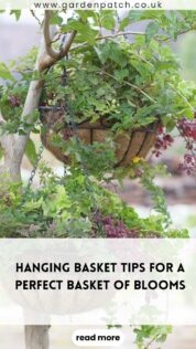 HANGING BASKET TIPS FOR A PERFECT BASKET OF BLOOMS-min