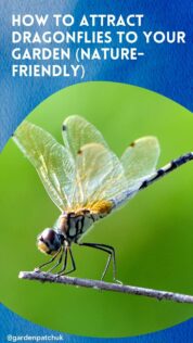 HOW TO ATTRACT DRAGONFLIES TO YOUR GARDEN (NATURE-FRIENDLY)