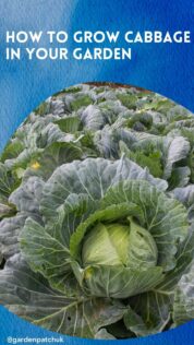 HOW TO GROW CABBAGE IN YOUR GARDEN