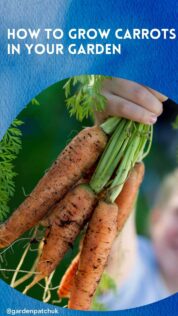 HOW TO GROW CARROTS IN YOUR GARDEN