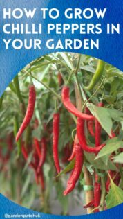 HOW TO GROW CHILLI PEPPERS IN YOUR GARDEN