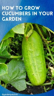 How to Grow Cucumbers in Your Garden 7 HOW TO GROW CUCUMBERS IN YOUR GARDEN