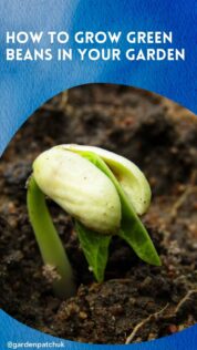 HOW TO GROW GREEN BEANS IN YOUR GARDEN