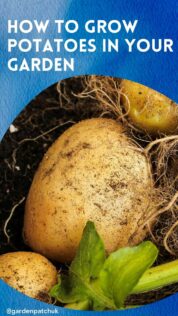 How to Grow Potatoes in Your Garden 6 HOW TO GROW POTATOES IN YOUR GARDEN