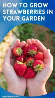 HOW TO GROW STRAWBERRIES IN YOUR GARDEN