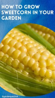 How to Grow Sweetcorn in Your Garden 7 HOW TO GROW SWEETCORN IN YOUR GARDEN